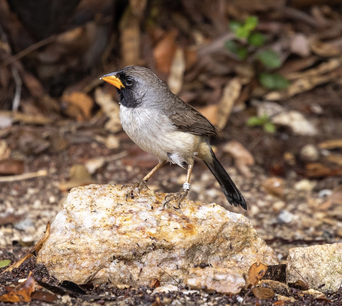 Black-throated Saltator - ML644266570