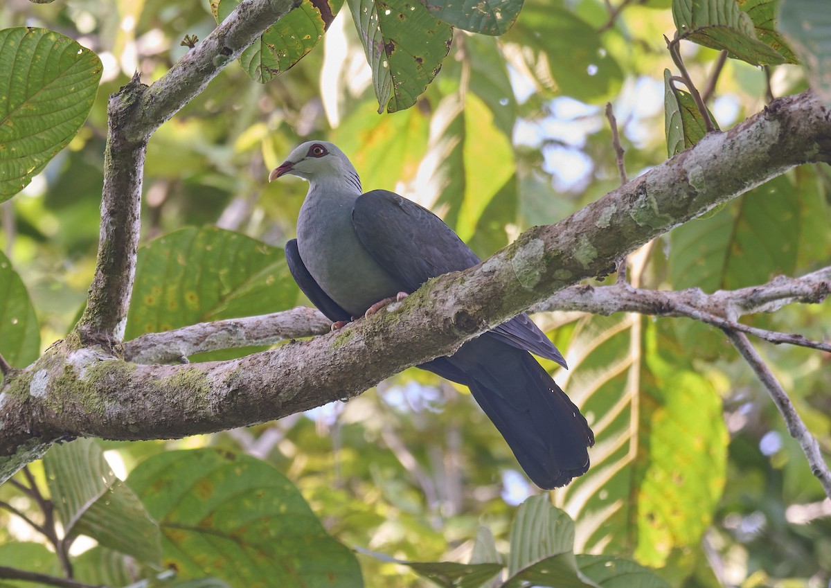 Andamanentaube - ML644266613