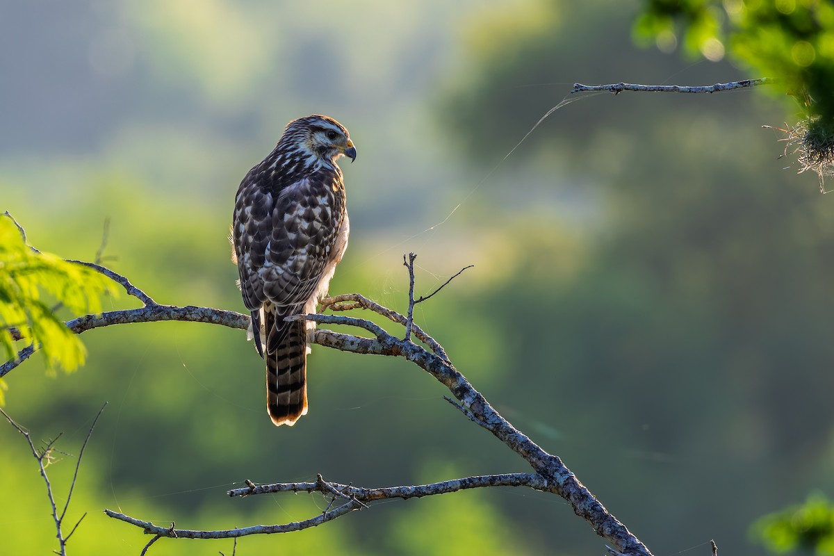 nordgråvåk - ML644266615