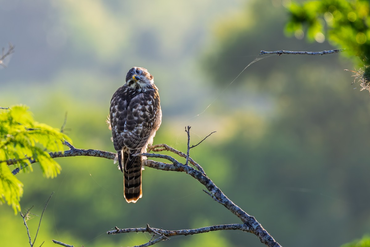 nordgråvåk - ML644266616