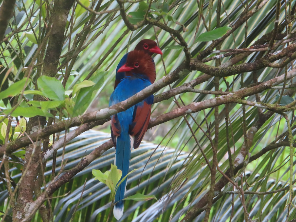 セイロンサンジャク - ML644266617