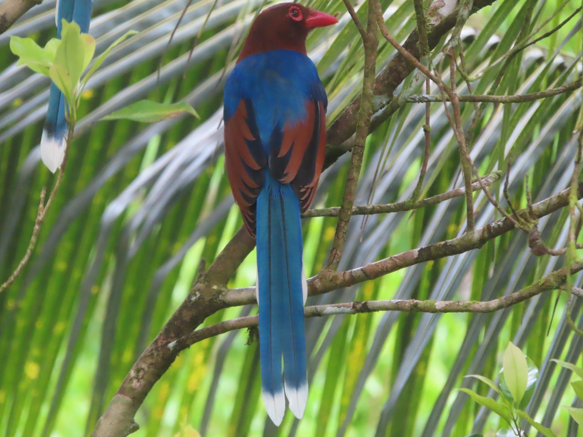 セイロンサンジャク - ML644266618