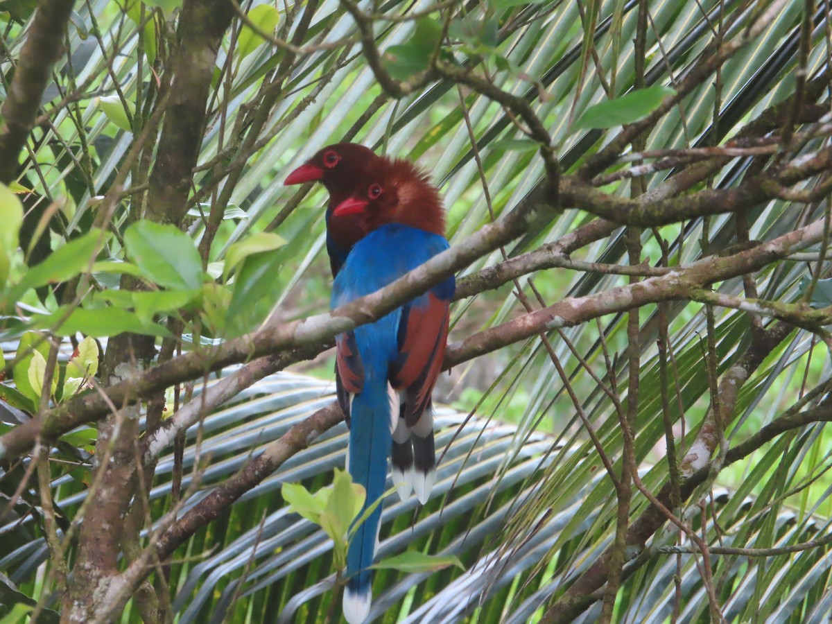 セイロンサンジャク - ML644266619