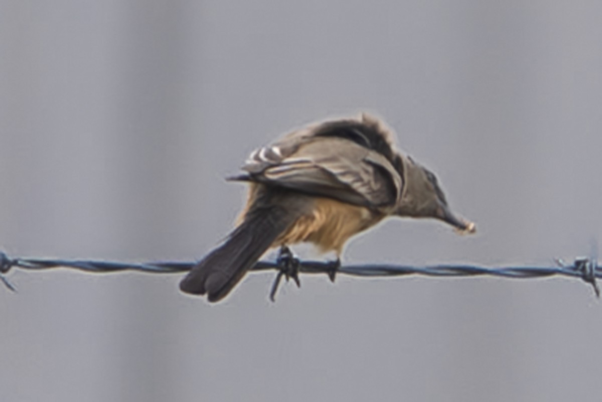 Zimtbauch-Phoebetyrann - ML644266626