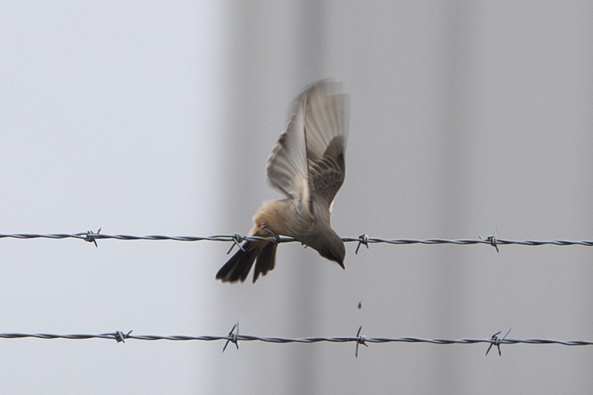 Zimtbauch-Phoebetyrann - ML644266627