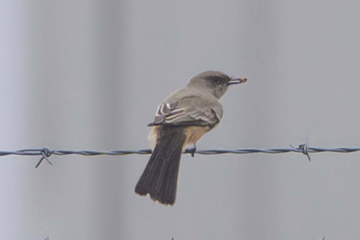 Zimtbauch-Phoebetyrann - ML644266628