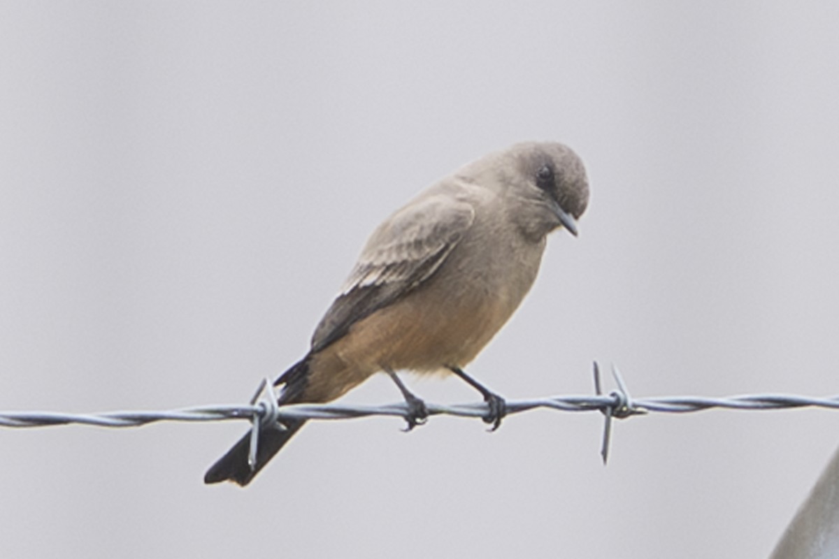 Zimtbauch-Phoebetyrann - ML644266629