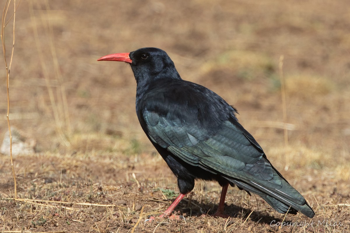 ベニハシガラス - ML644266630