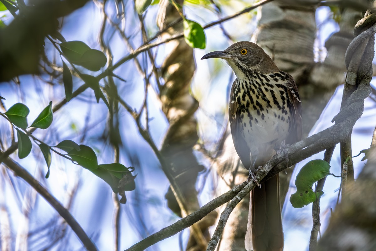 Long-billed Thrasher - ML644266631