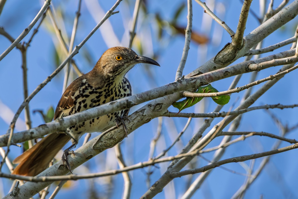 Long-billed Thrasher - ML644266632