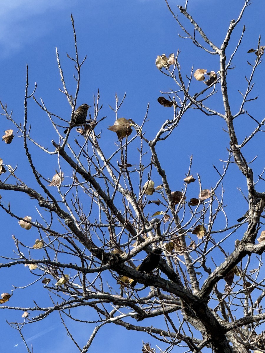 Red-winged Blackbird - ML644266649