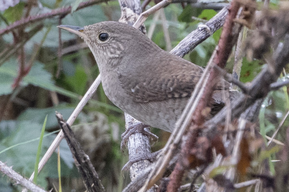 Northern House Wren - ML644266654