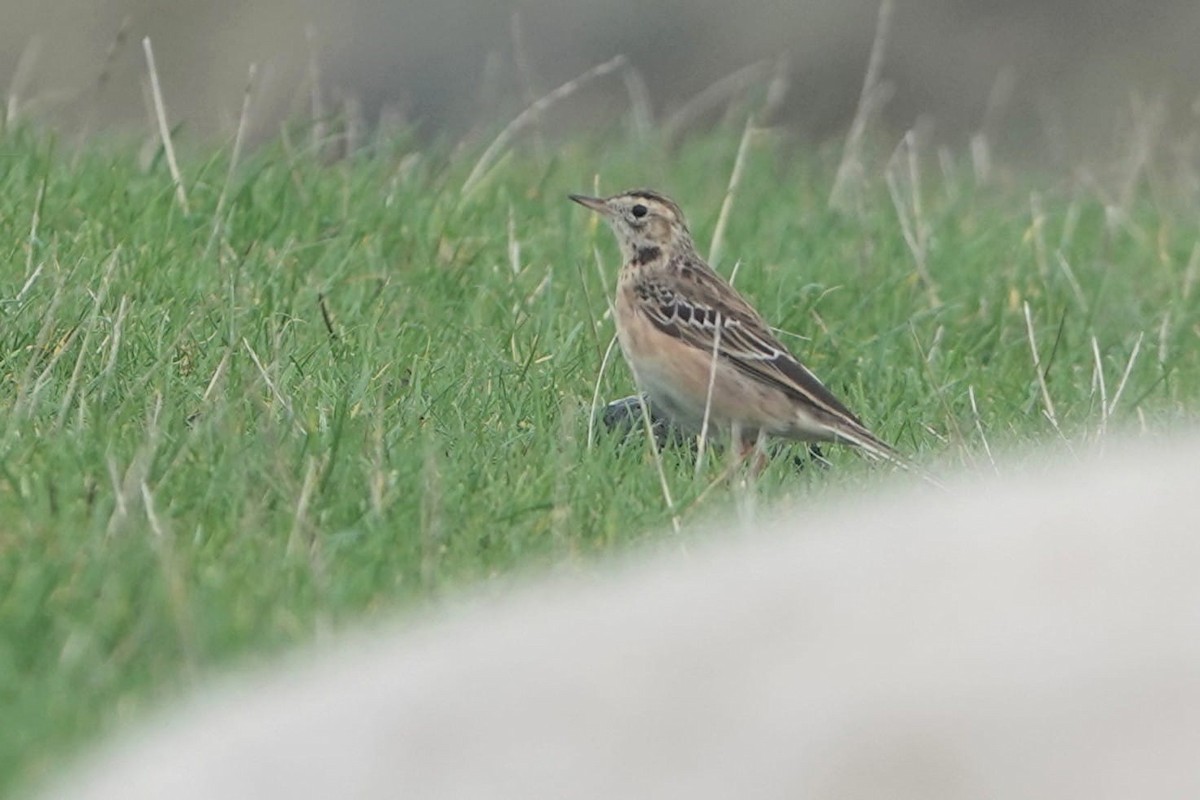 Bisbita de Richard - ML644266659