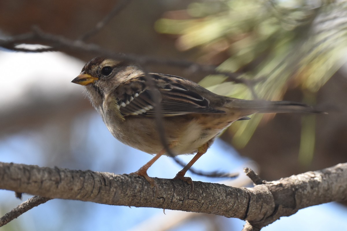 Dachsammer (pugetensis) - ML644266675