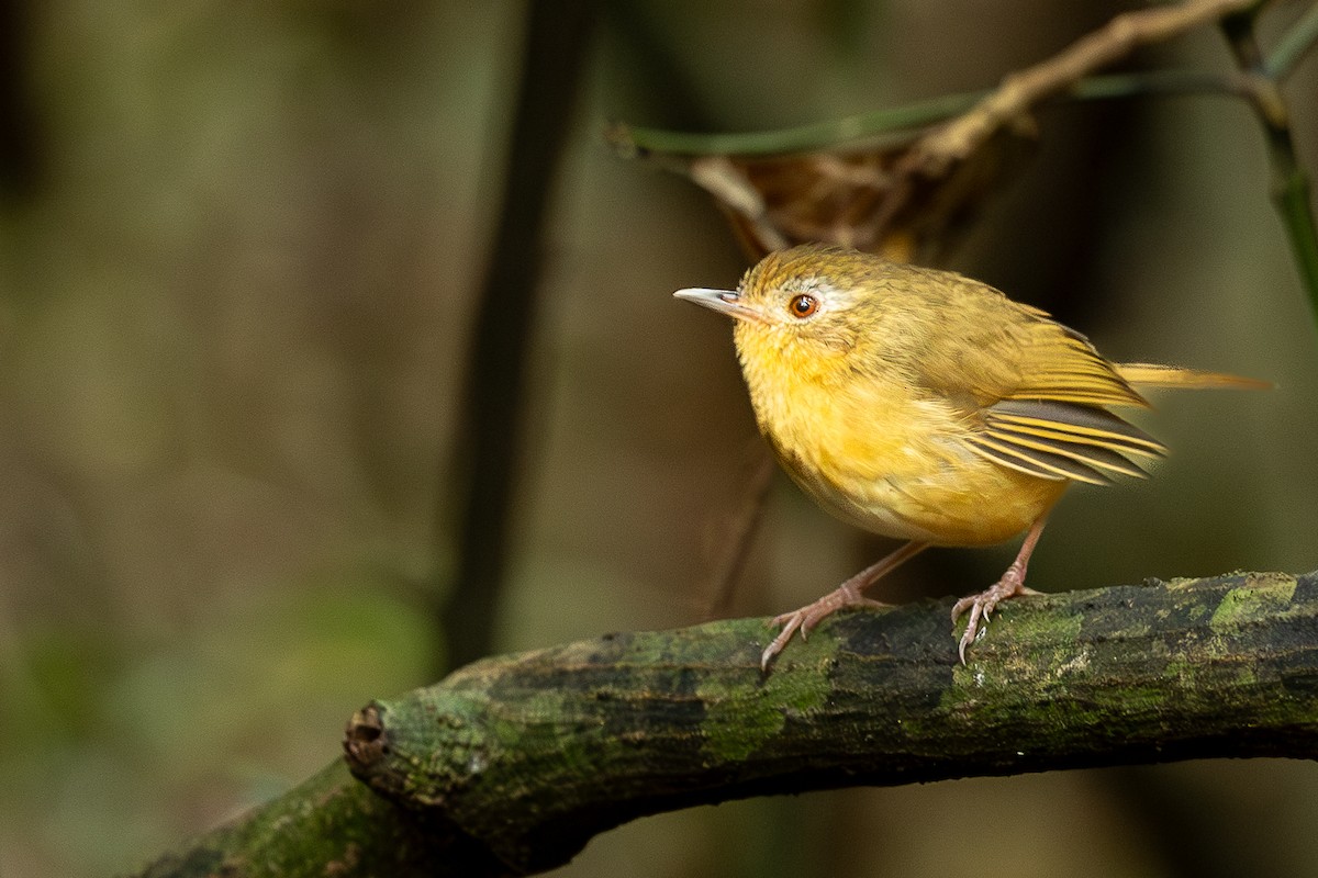 Buff-breasted Babbler - ML644266677