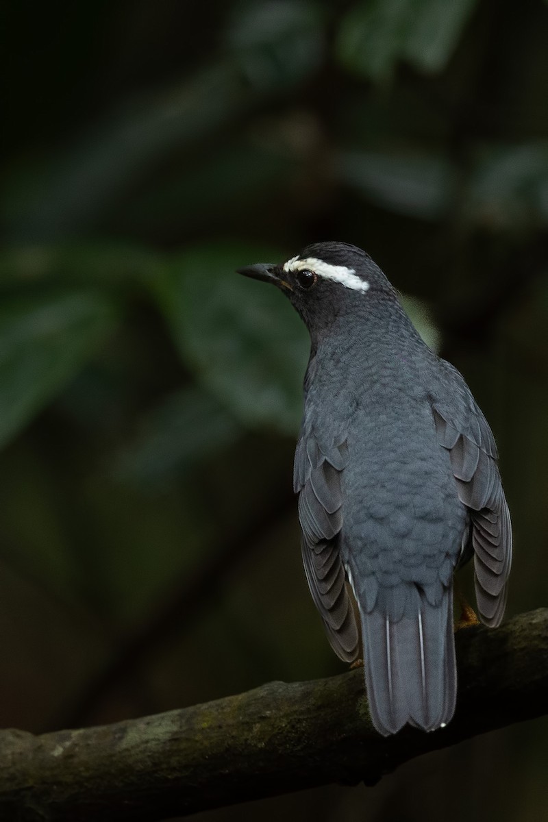 Siberian Thrush - ML644266682