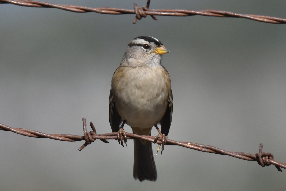 Dachsammer (pugetensis) - ML644266686