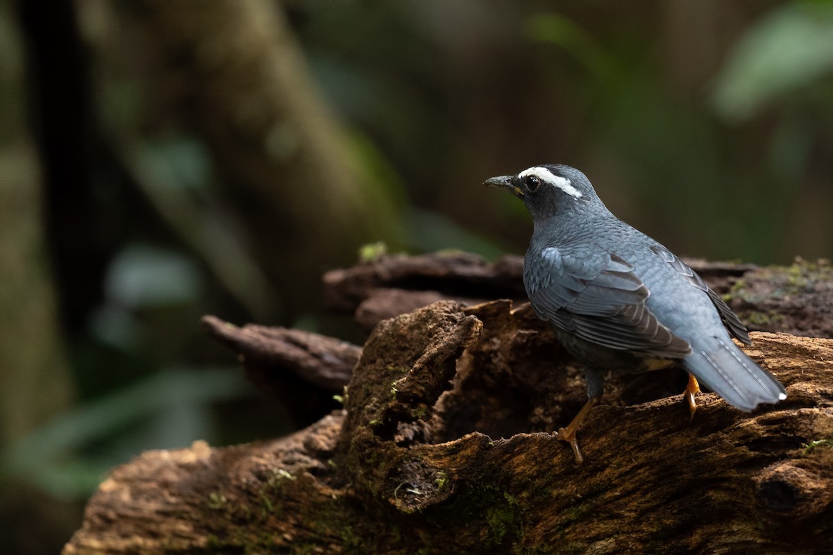 Siberian Thrush - ML644266691