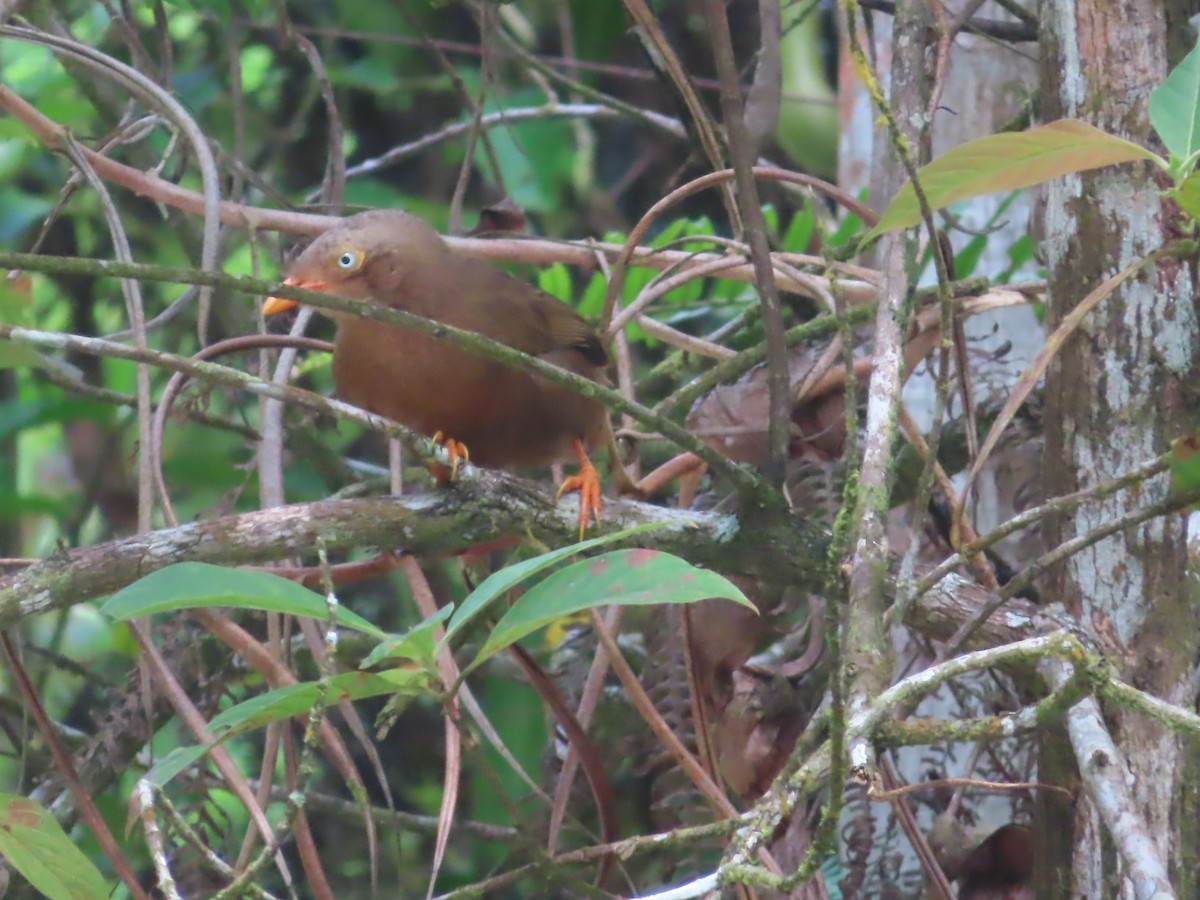 Turdoide Cingalés - ML644266696