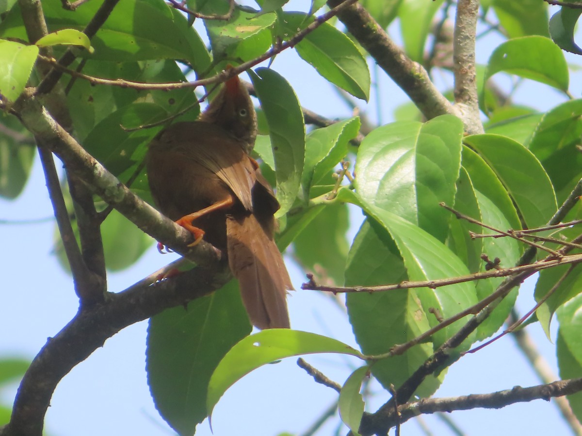 Turdoide Cingalés - ML644266697