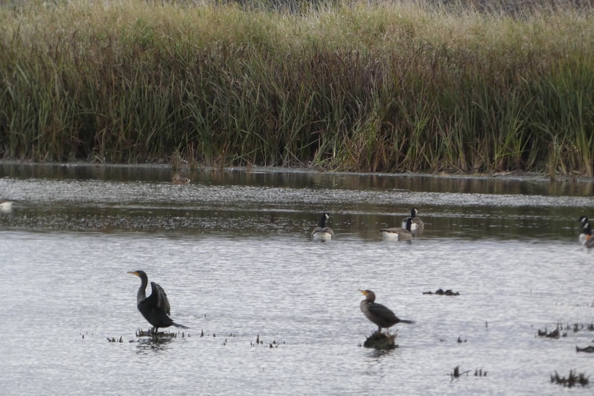 Cormorán Orejudo - ML644266699