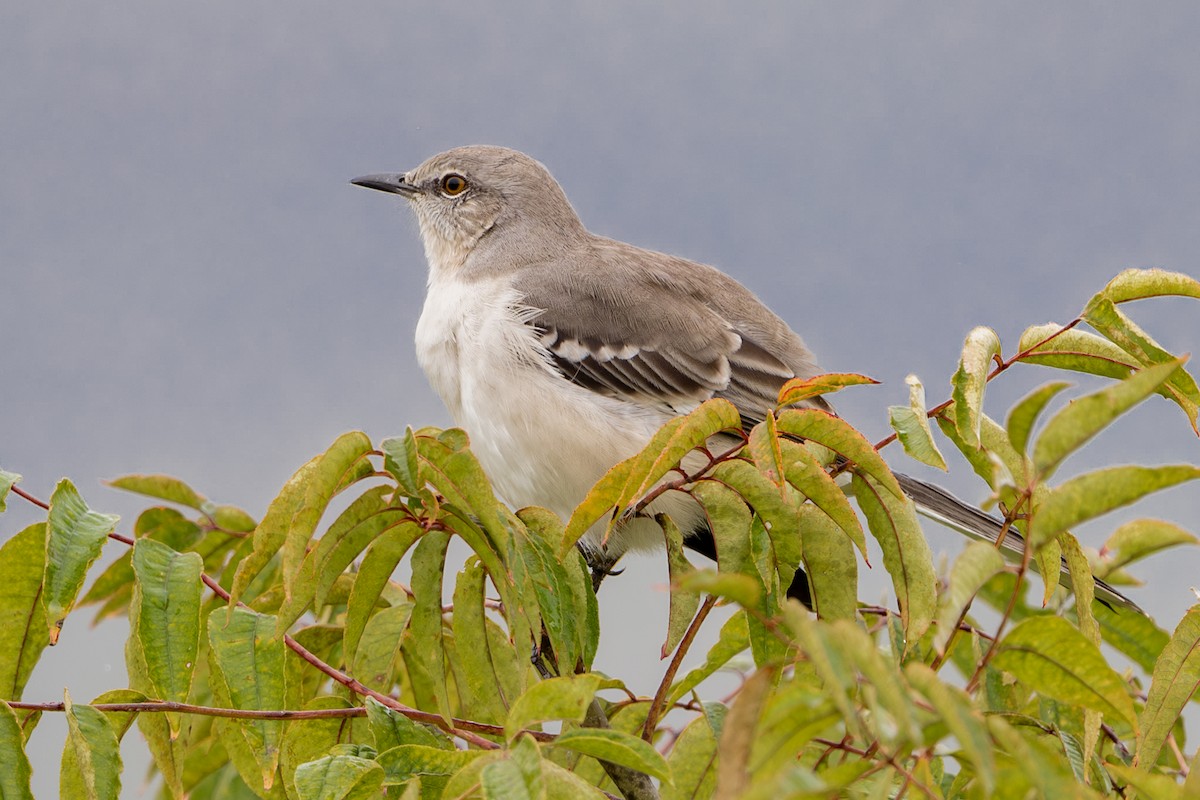 Northern Mockingbird - ML644266703