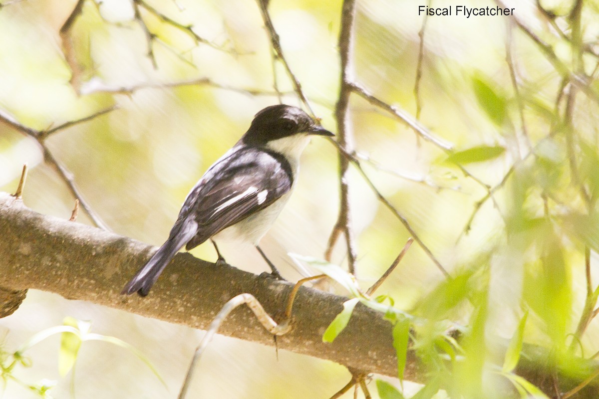 Würgerschnäpper - ML644266708