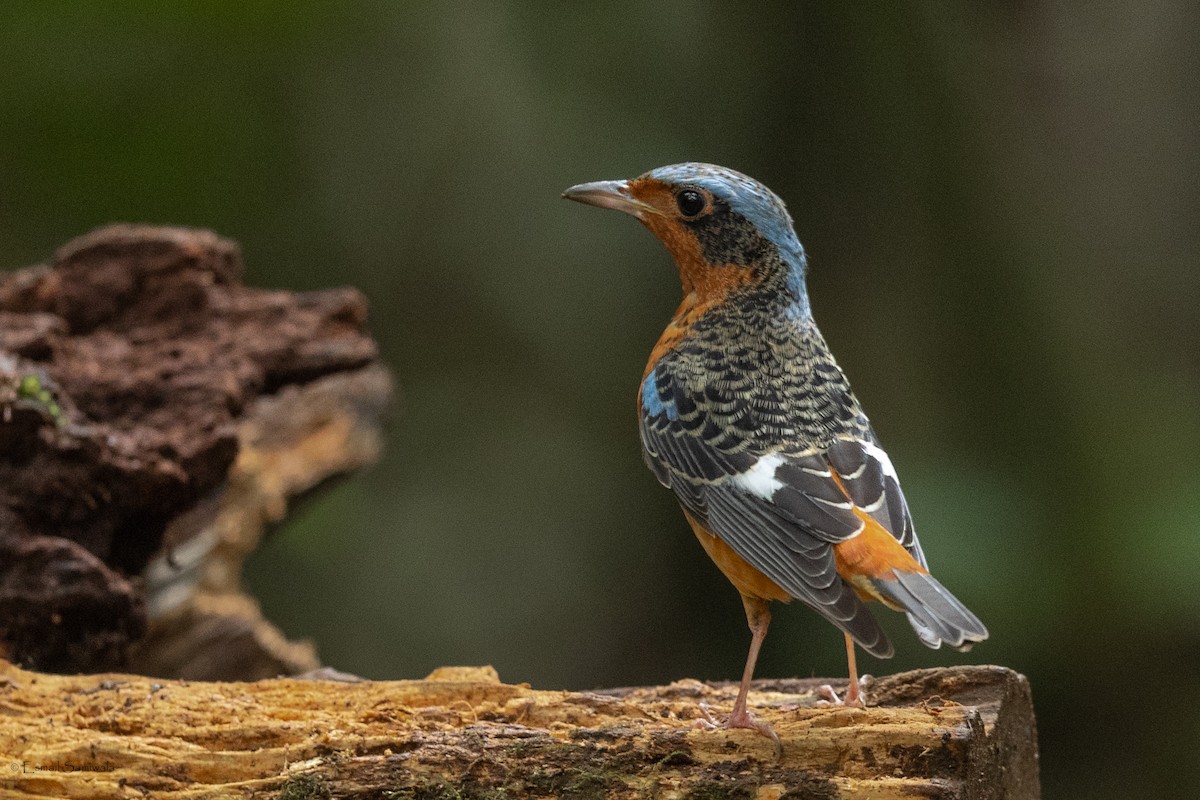 Ak Boğazlı Taşkızılı - ML644266712