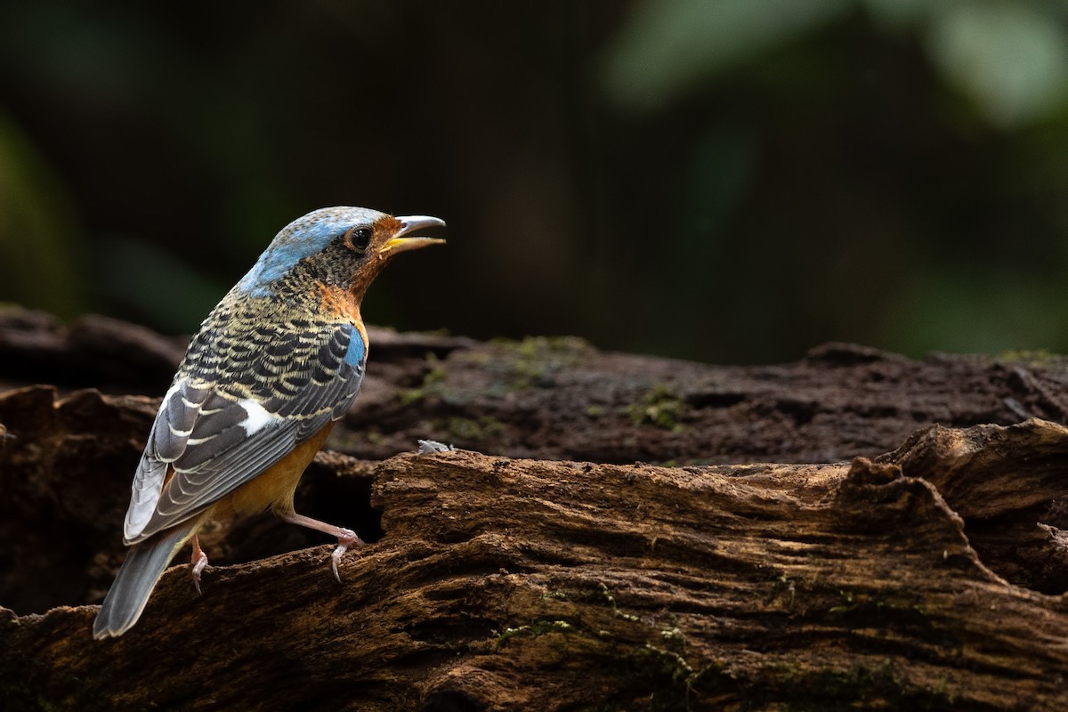 Ak Boğazlı Taşkızılı - ML644266713