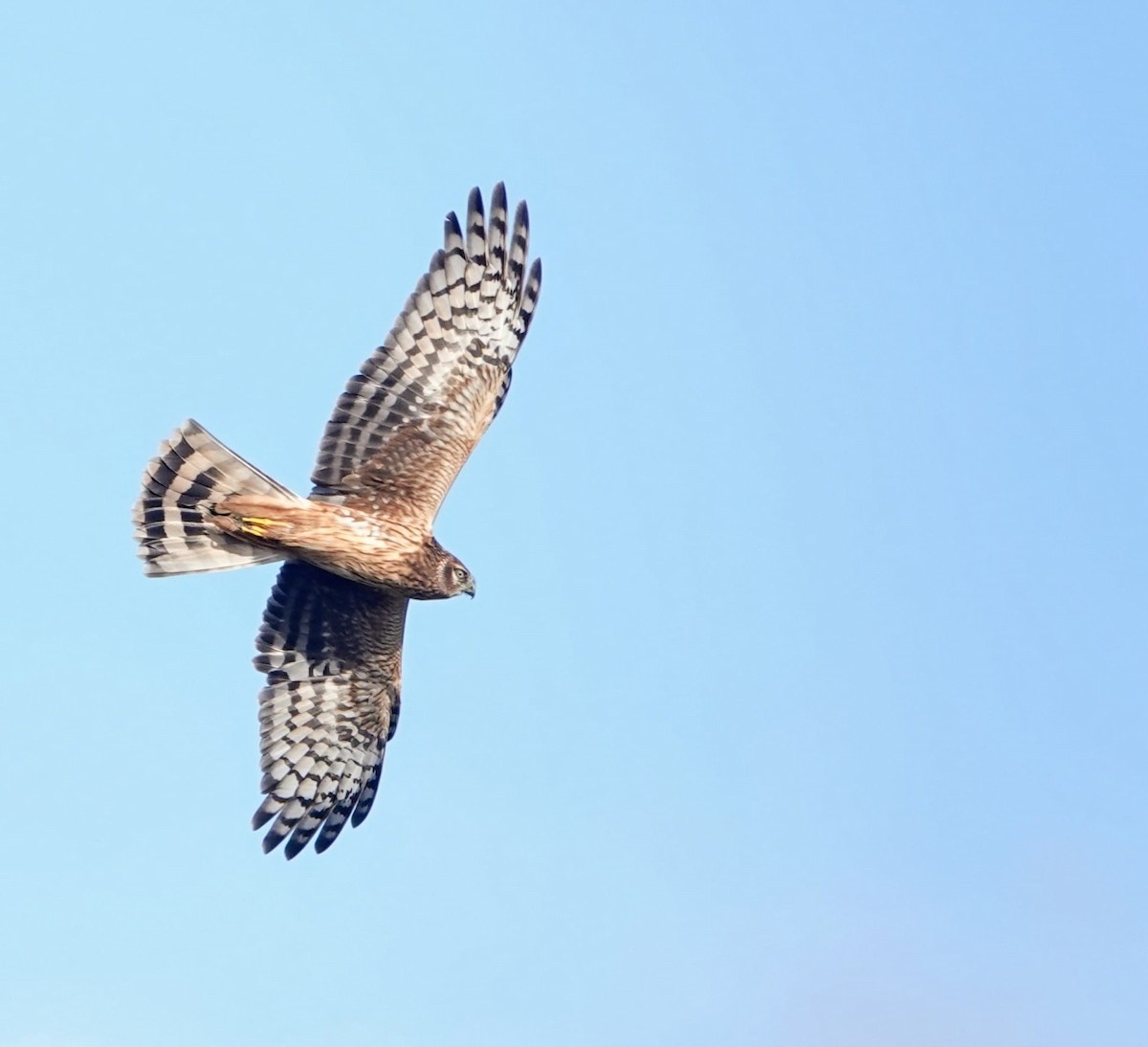 ハイイロチュウヒ - ML644266714