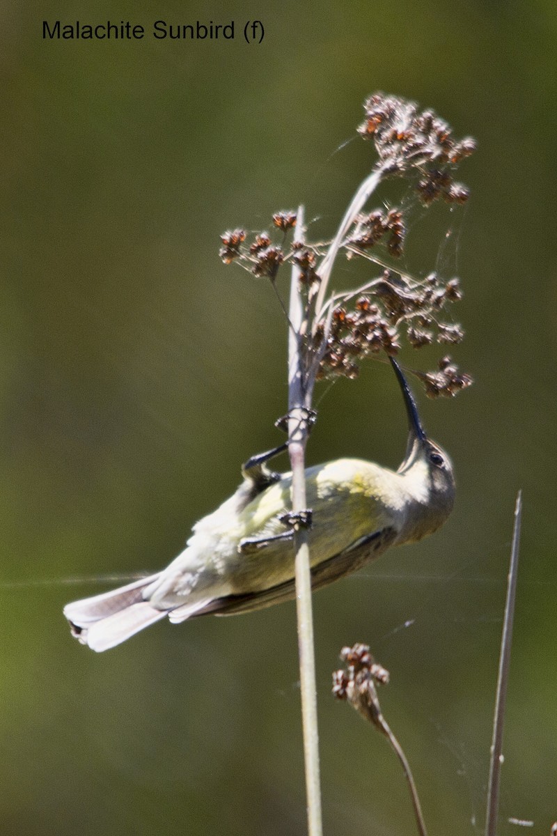 Malachite Sunbird - ML644266715