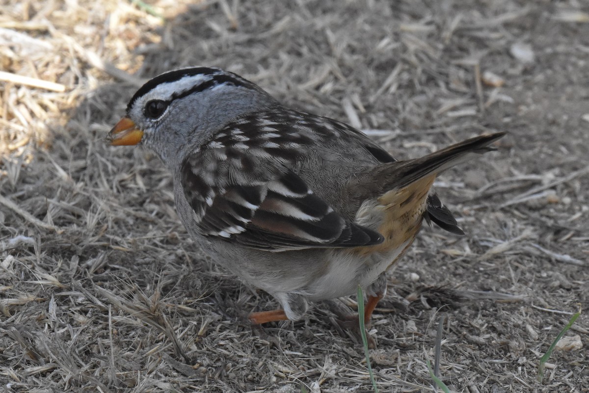 Dachsammer (gambelii) - ML644266726