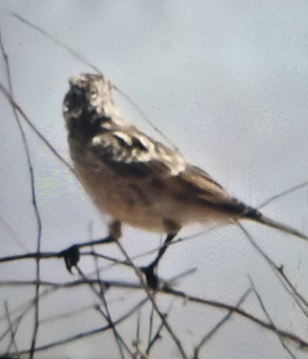 Karoo Chat - ML644266728