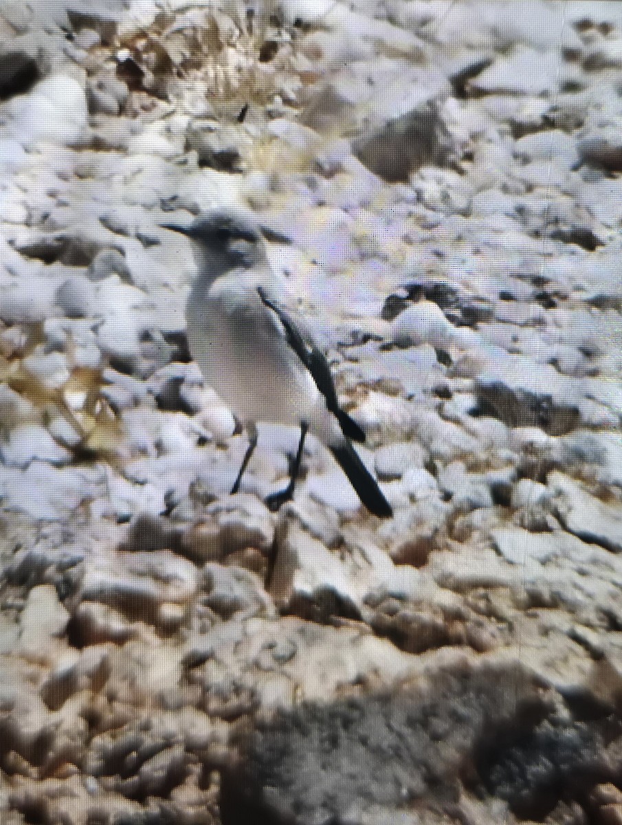 Karoo Chat - ML644266730