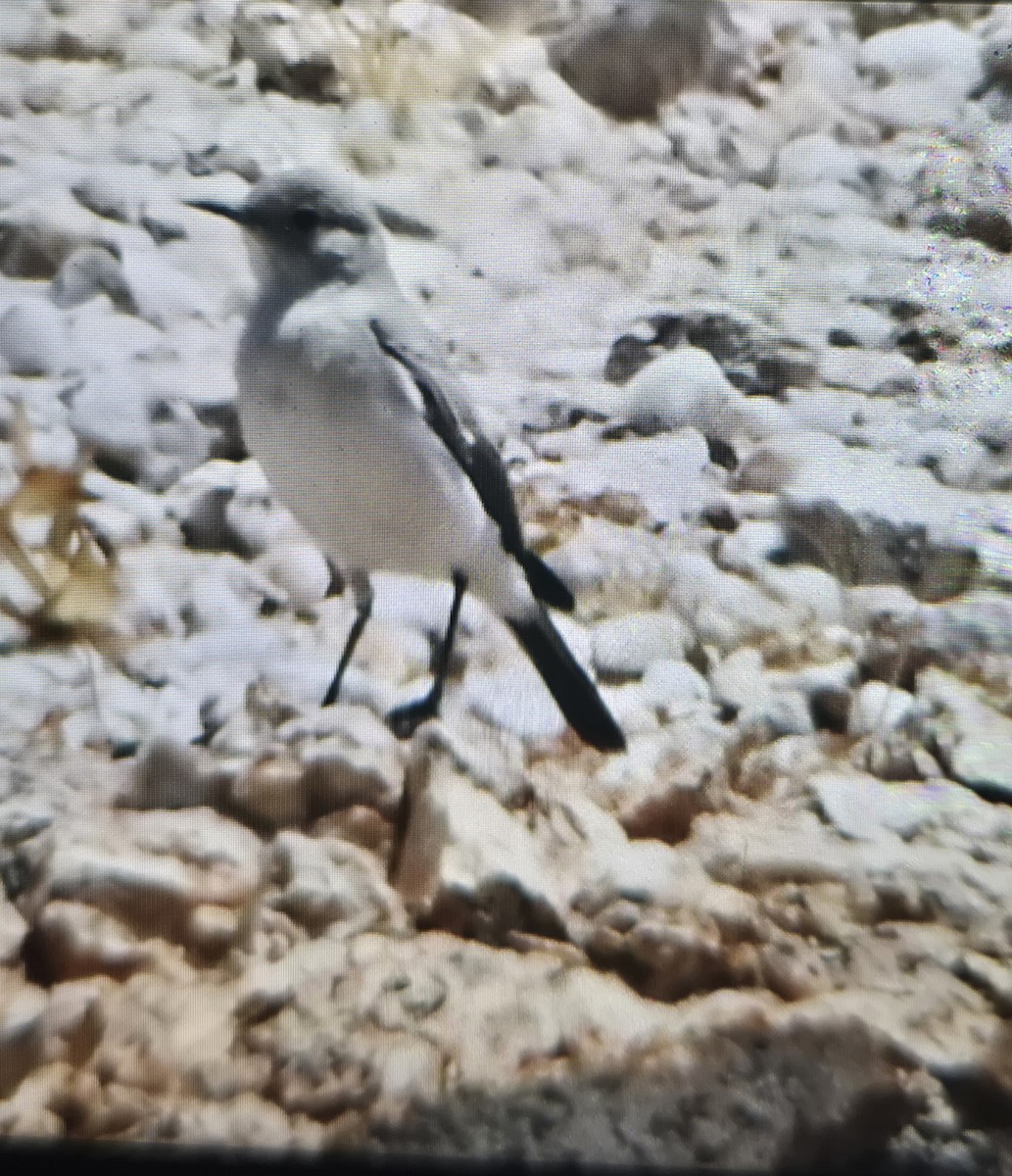 Karoo Chat - ML644266731