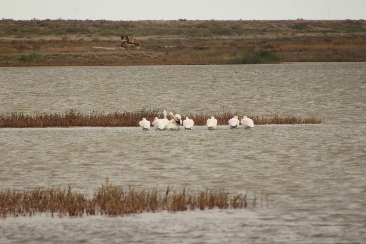 amerikapelikan - ML644266740