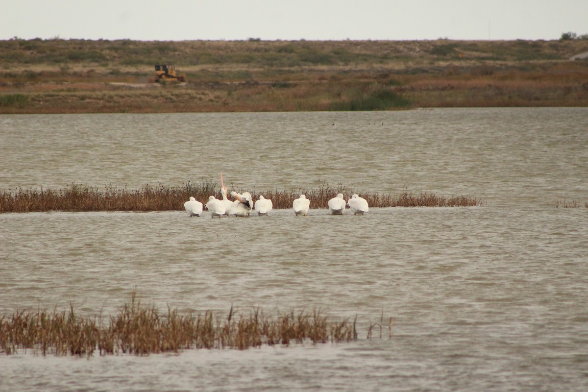 amerikapelikan - ML644266741