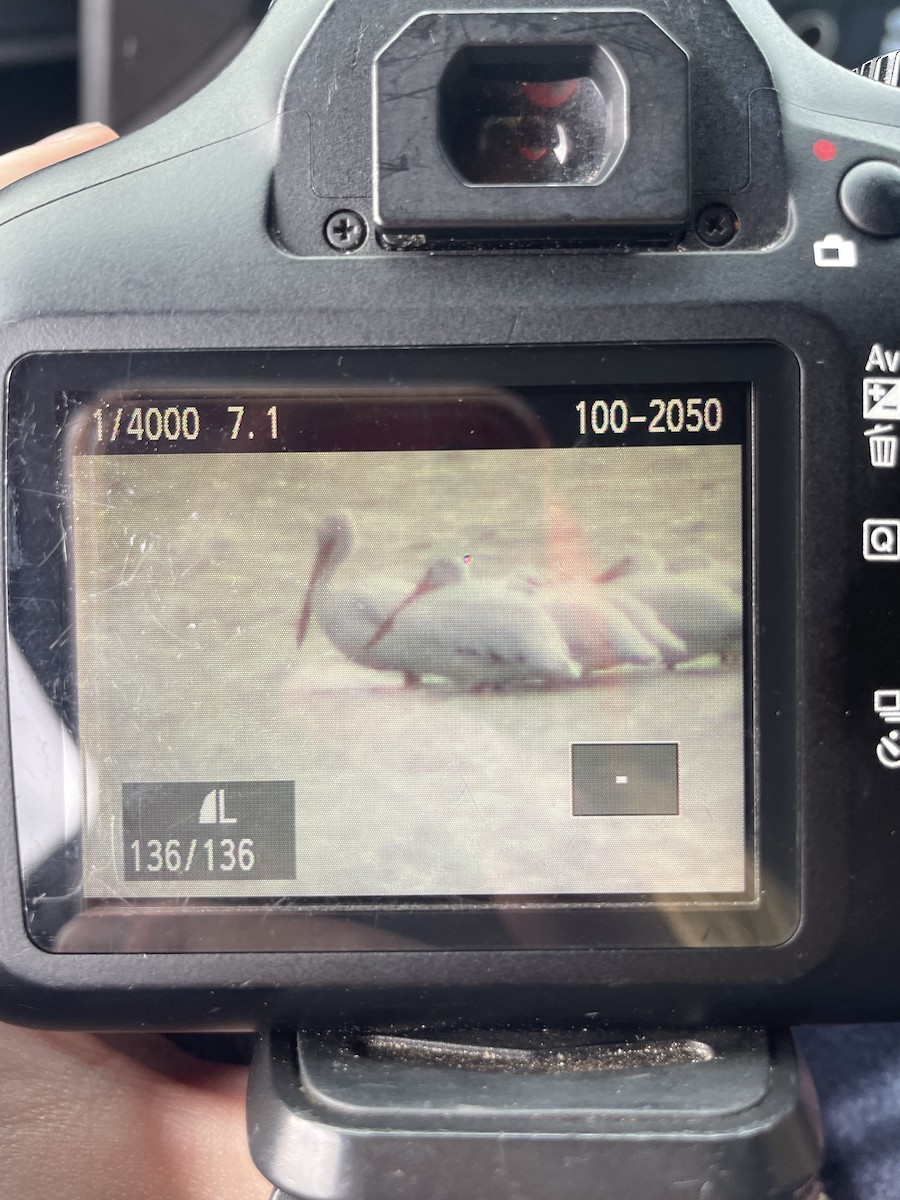 amerikapelikan - ML644266746