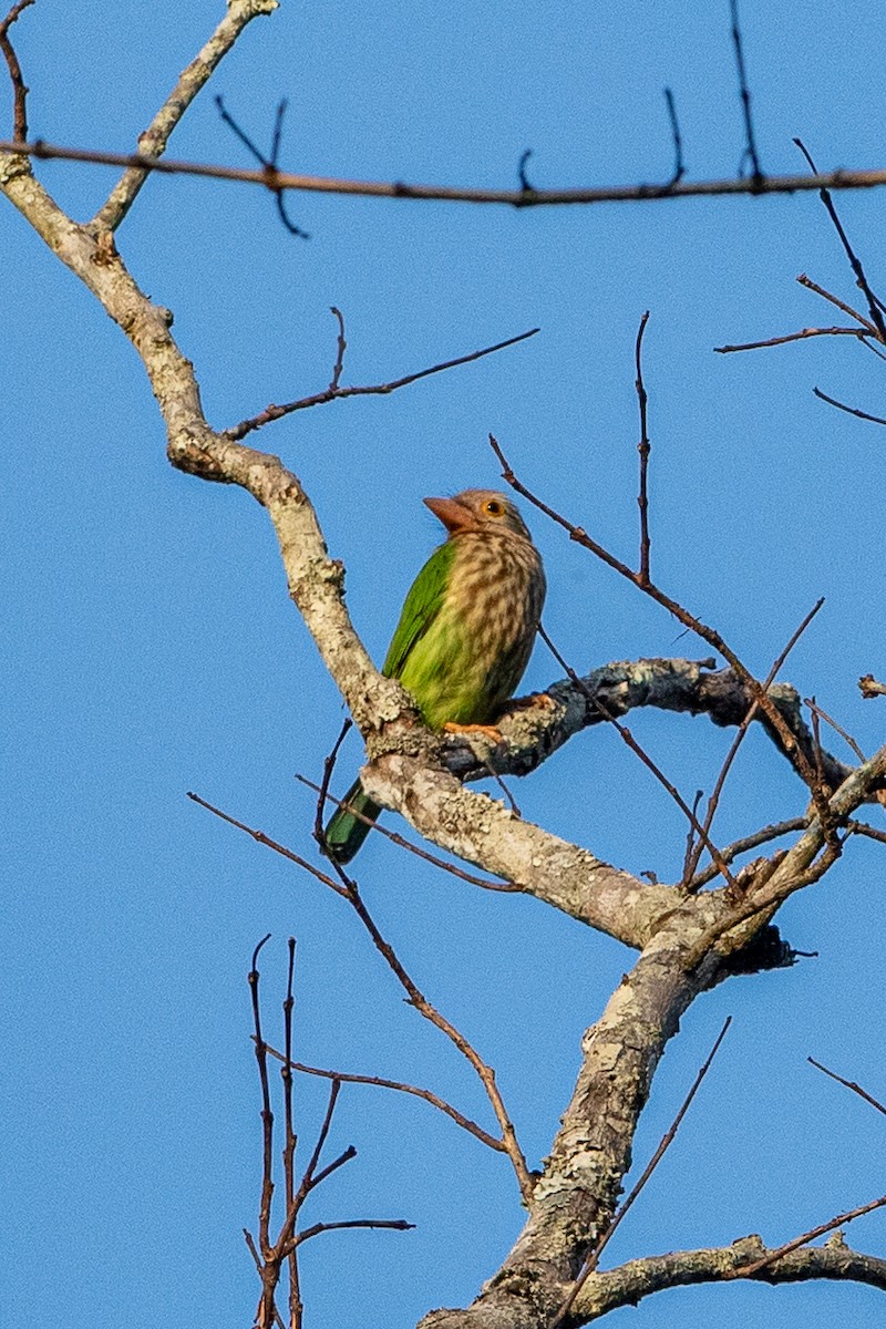 シロボシオオゴシキドリ - ML644266747