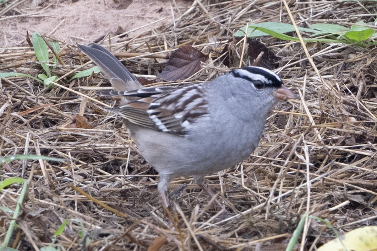 Dachsammer - ML644266752