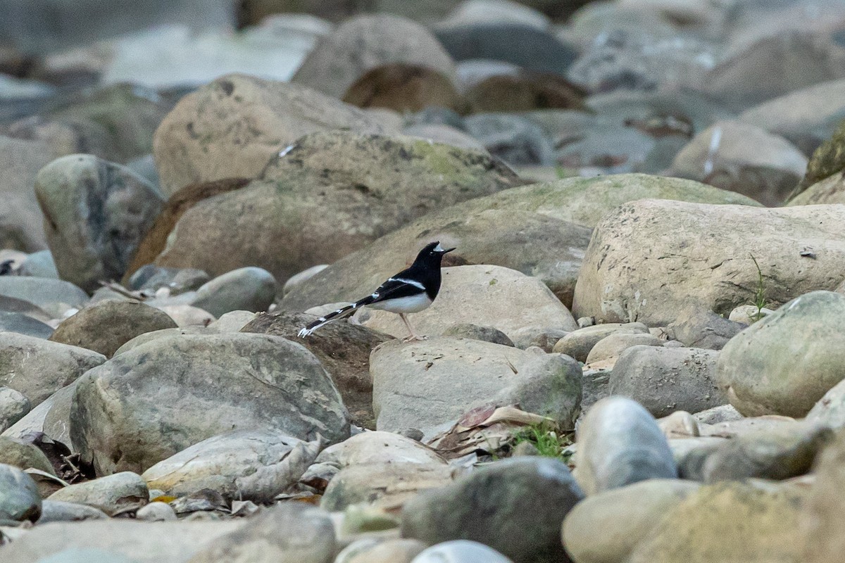 White-crowned Forktail - ML644266760