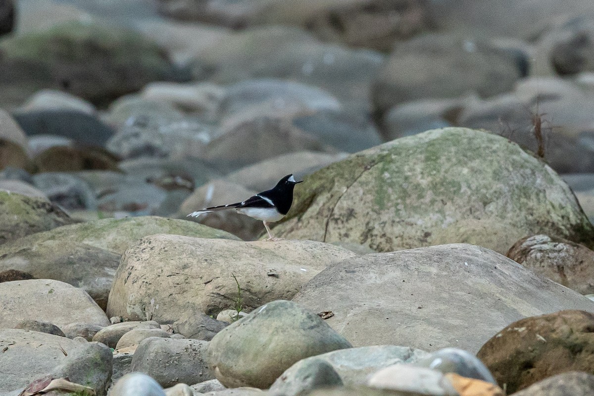 White-crowned Forktail - ML644266761