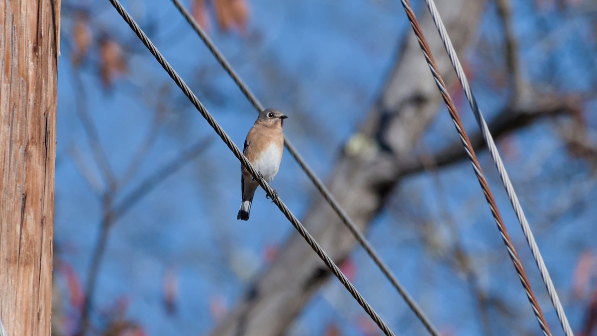 Eastern Bluebird - ML644266764