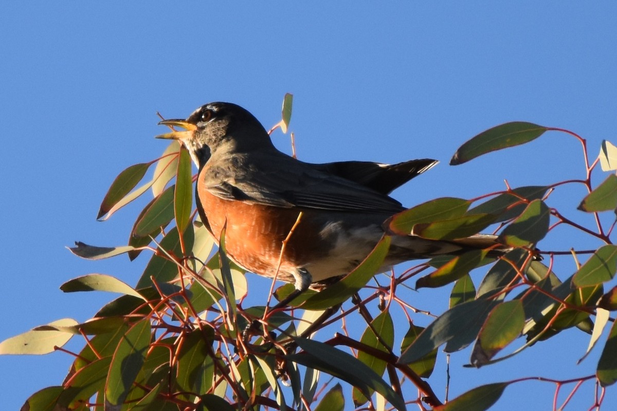 American Robin - ML644266768