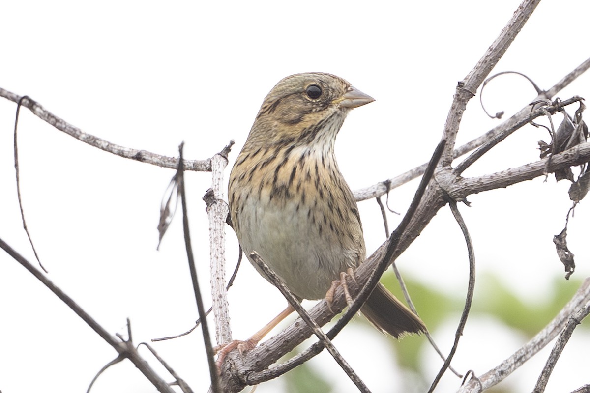 Lincoln's Sparrow - ML644266769