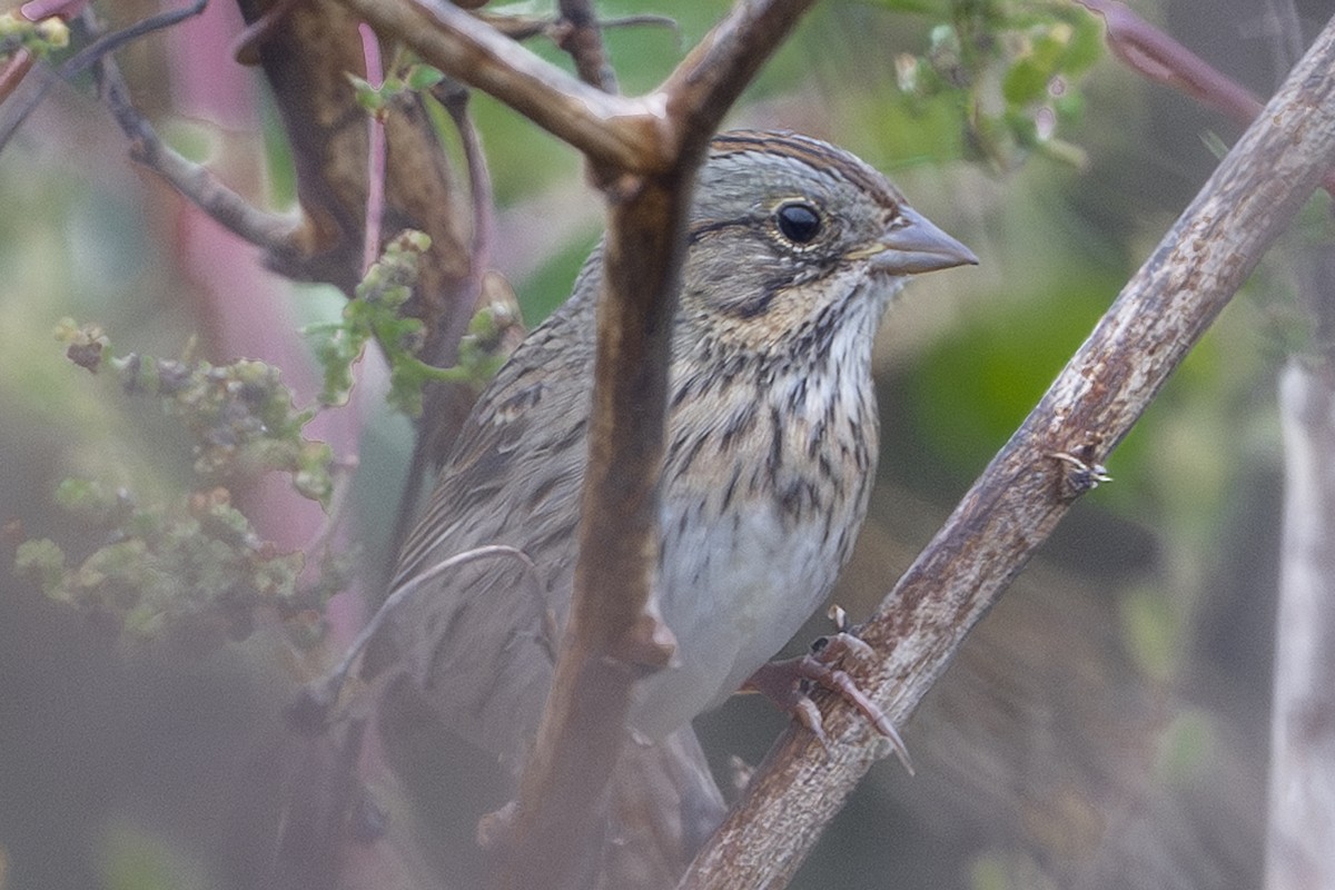 Lincoln's Sparrow - ML644266770
