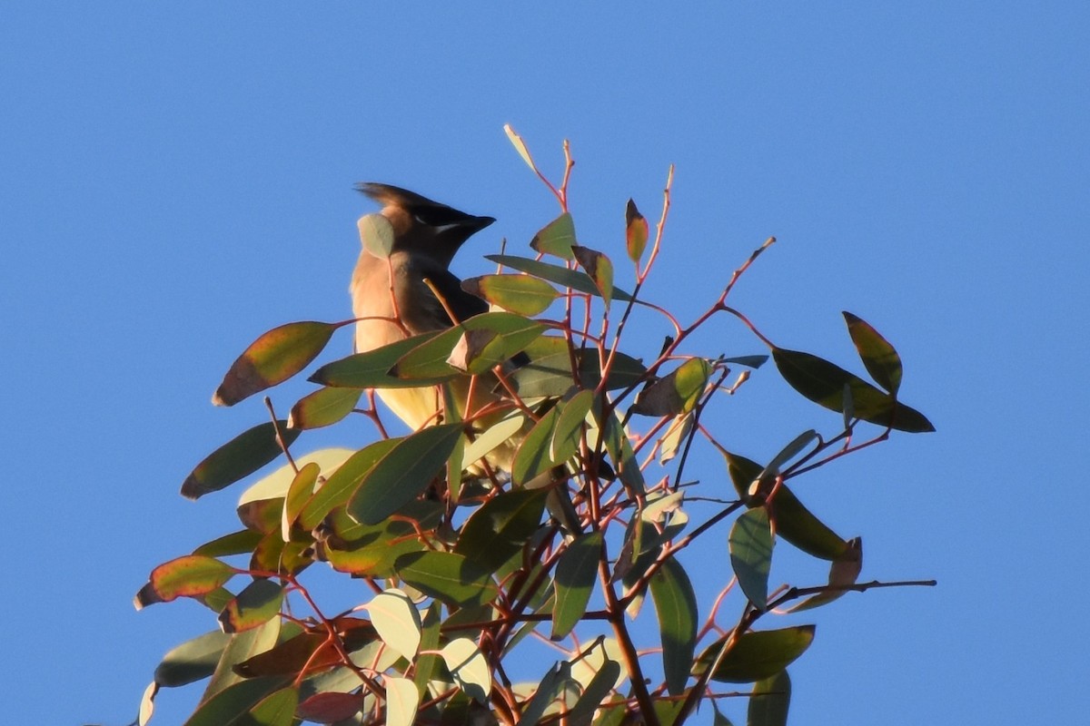 Cedar Waxwing - ML644266773