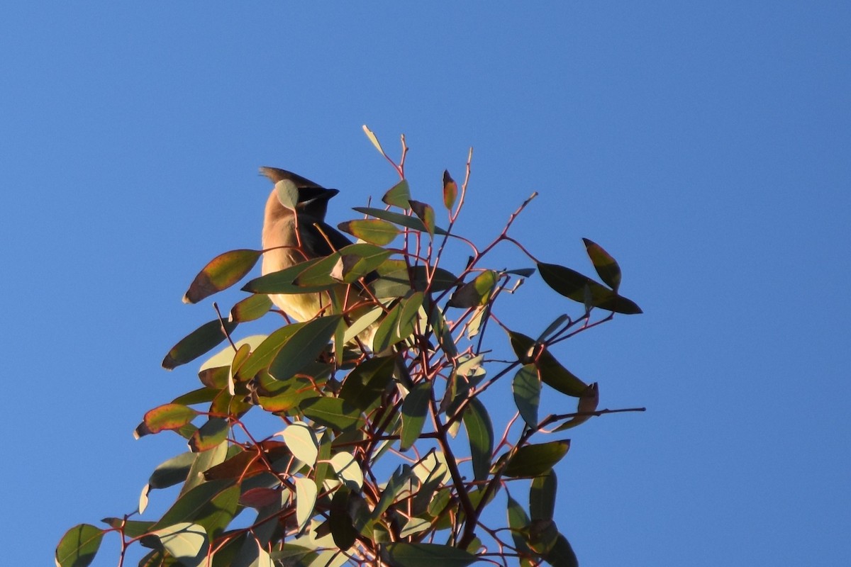 Cedar Waxwing - ML644266780