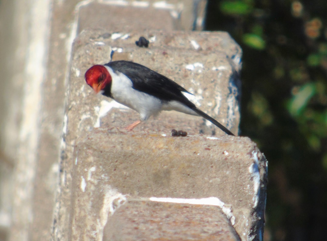 Yellow-billed Cardinal - ML644266783