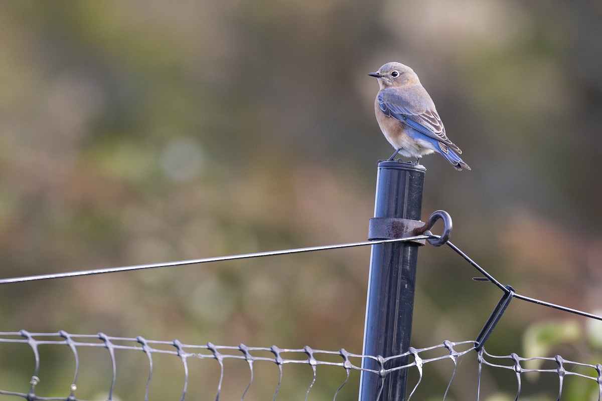 Eastern Bluebird - ML644266807